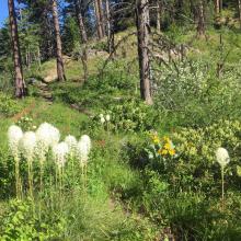 Typical portion of Spot Mountain Trail