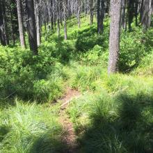 Typical trail remnant through lodgepole pine forest