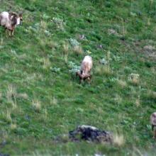 Bighorn sheep on Sula Peak
