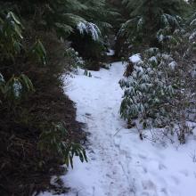 wildcat summit trail