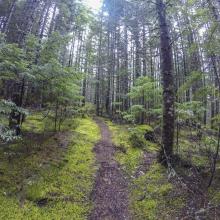 Typical lower section of trail