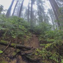 Typical upper section of trail - before boulder fields