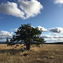 Lone Pine Tree at Summit coordinates 
