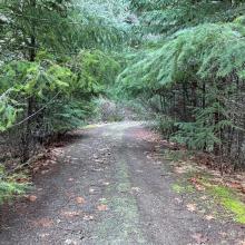 Paint Scratching Trees in places on N-020