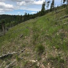 The "trail" lies straight ahead.