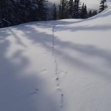 the wind wiping out my trail in minutes