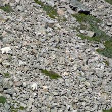 Mountain Goats grazing on rocky slope above Hidden Lake. There must be good eats in those rocks.