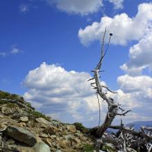 The forgotten Fish Pole antenna mast problem was solved by using this old tree to hold up the center of the Dan's Doublet antenna.  The tree is about 6 ft high.