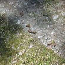 Little froggies everywhere up there!