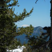 View of Mt Adams between trees
