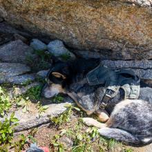 Roscoe looking for shade on the summit.
