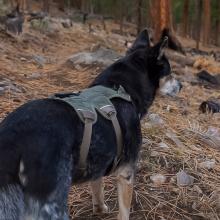 Dog standing on trail in forest