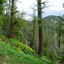 Fawn Pk from 1st hill ascending the ridgeline