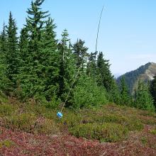 Pleasant clearing. Looking towards Jove Peak