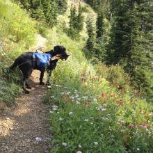 Meadow below the big cliff