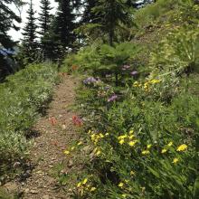 Flowers along the trail
