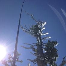 EFHW wire was tangled in a tree, never knew till at home