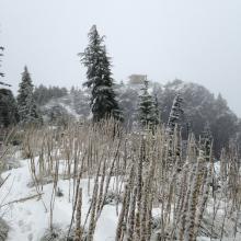 summit lookout with beargrass in foreground