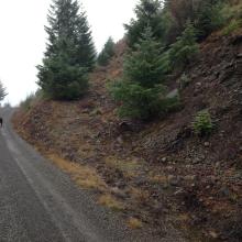 This is the trail(!) up Buck Mtn off of road #1168