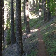 Trail through old growth forest