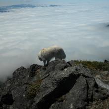 My Great Pyrenees, Gordy, standing on the knife edge cliff over the clouded-in valleys.