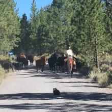A cattle drive delayed our arrival