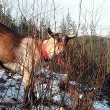 Baker, "I'm hiding in the brush, can you see me?"