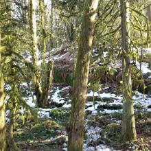 Off-trail, looking at higher "ledge" area which used for activation zone