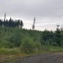 Looking at South side of summit, North side has been recently logged.