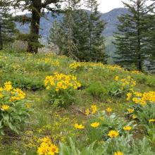 Summit spring-time flowers...with Fawn Peak in background