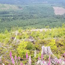 Summit looking back at road, where started "off trail"