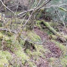 Mid bushwhack looking down