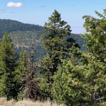 Black Mountain From Arbuckle Mountain