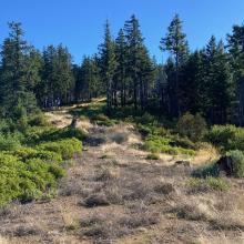 Bear Camp Summit Skid Road