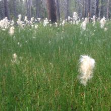 Cotton grass, common in the wet bogs along the trail
