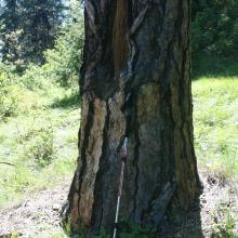 Old Ponderosa Pine Peel Tree
