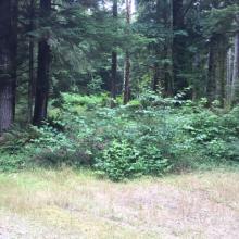 View of Trailhead - abandoned USFS Road 121